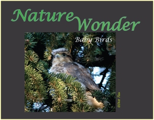 Book 4_Baby_Birds